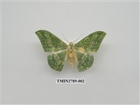 藏品(尺蛾365)的圖片